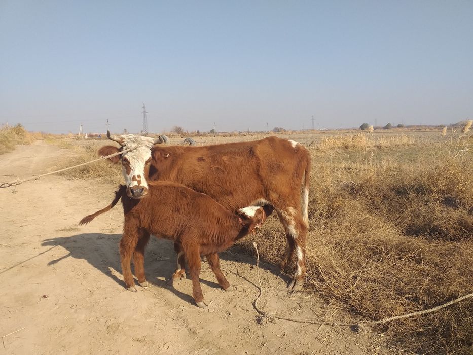 Ona bola sigir bug’ôz