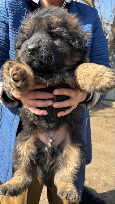 Немецкие овчарки