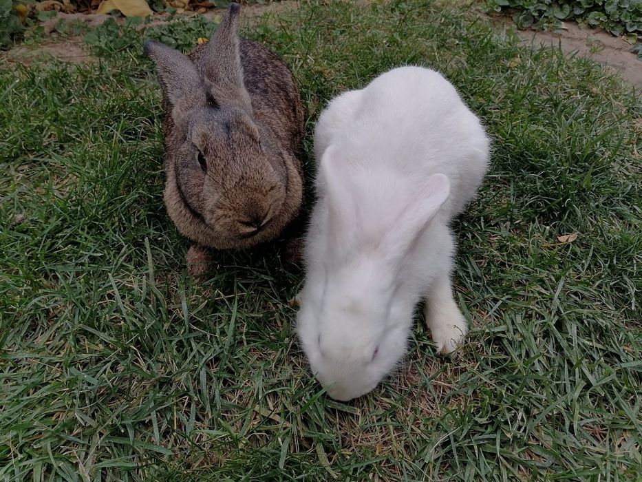 Para quyon birgalikda 400.000 ga sotiladi