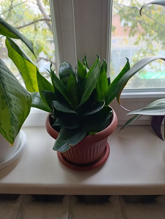 Цветы комнатные  отличные