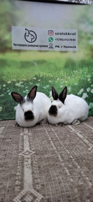 Кролики евро Калифорния