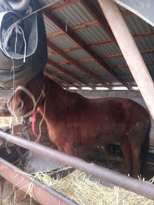 1 Алга да тур биелер