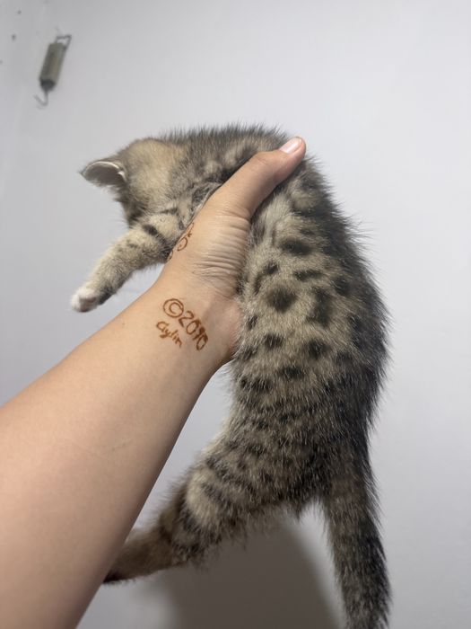 Отдаем котят бесплатно, в добрые руки!!!