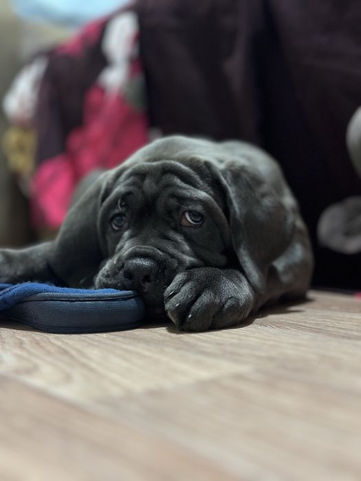 Щенки кане корсо