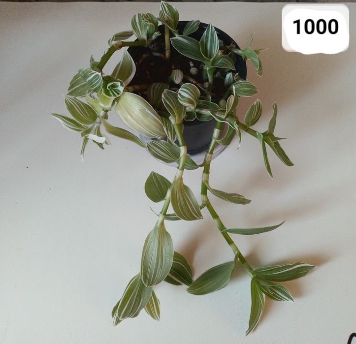 Комнатные цветы.