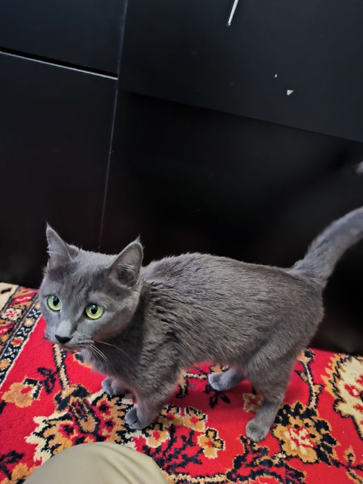 Отдам в добрые руки