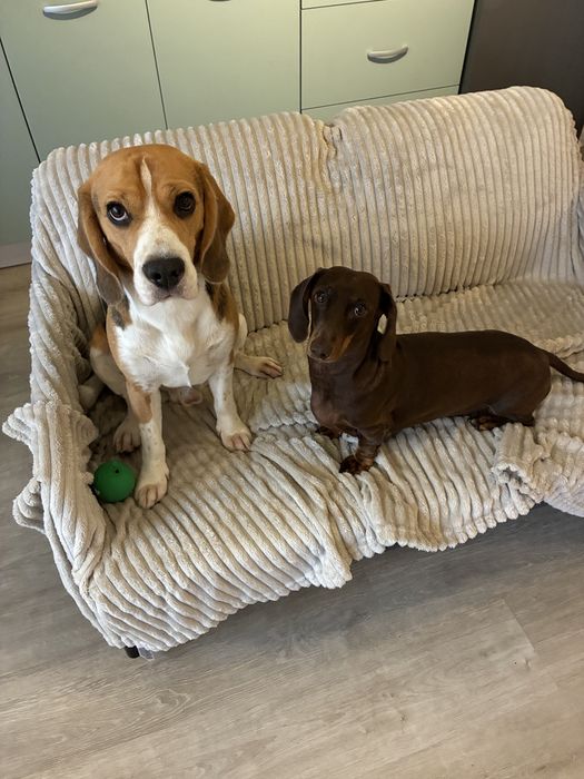 Pet sitting/ Dog boarding