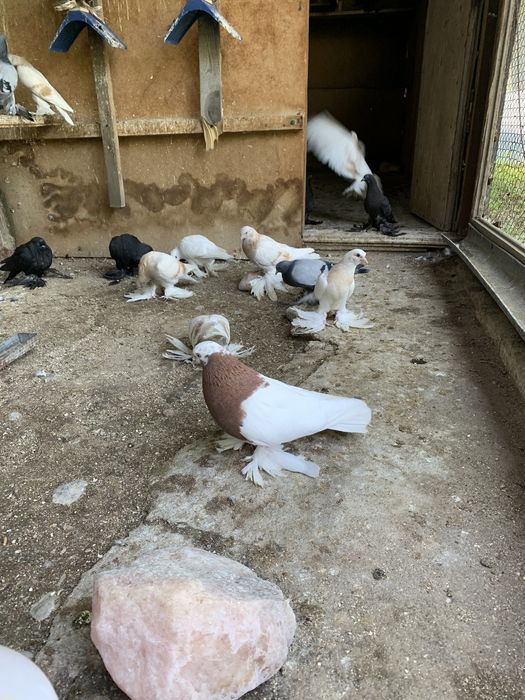 Голуби на продажу разной масти