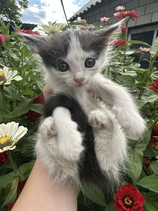 Отдам Котят