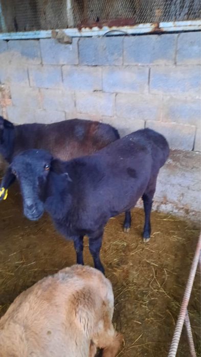 Сектер сатылады !!