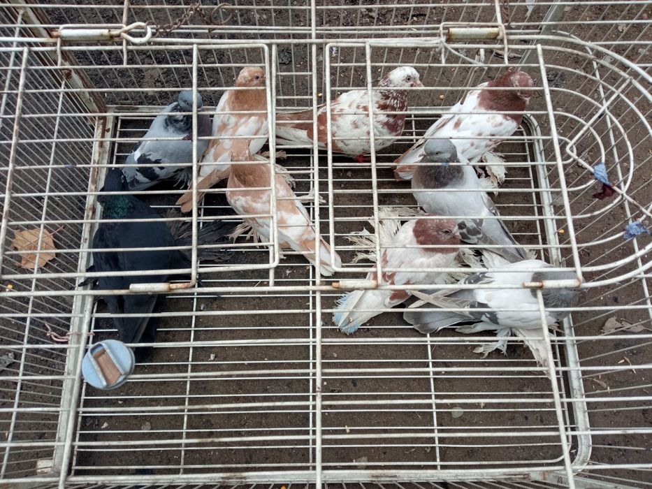 Голуби голуби голуби