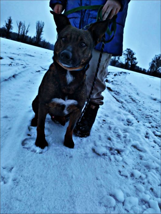 Стаффордширский бультерьер ищет дом. Мальчик.