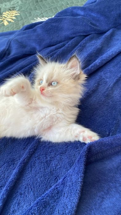 Котеночки 2 милые