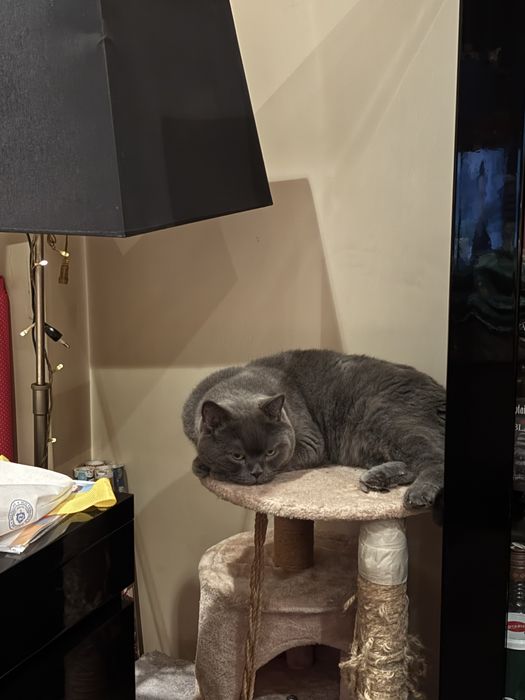 Подарявам късокосместа британска котка