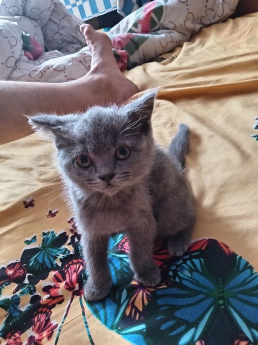 Продаётся кот. Порода британская короткошерстная