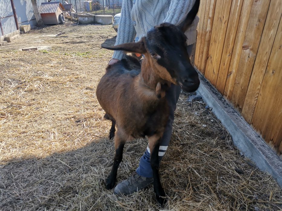 Vand capre metisate alpina franceza