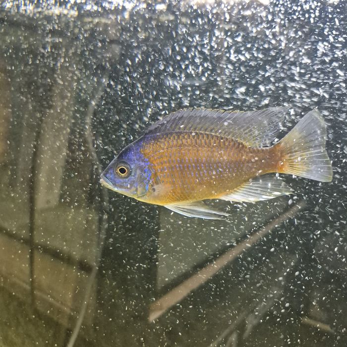 Ciclide africane puii si juvenili