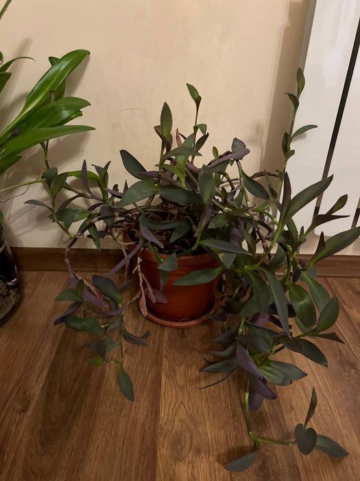 Растения для вашего дома и офиса