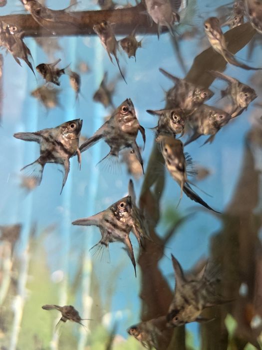 Продаются скалярии