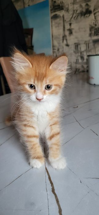 Домашний котёнок девочка (қыз бала мысық)