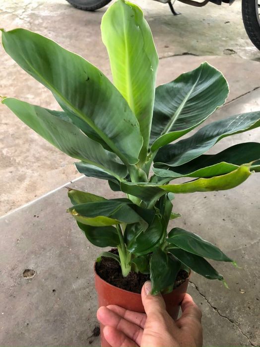 Karlikovi banan koʻchati.