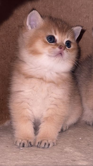 Золотая британская шиншилла ny 12