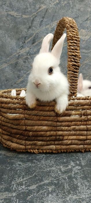 Дикаративный карликовый кролики