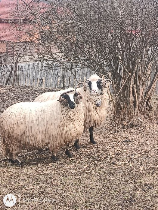 Berbeci de vânzare!