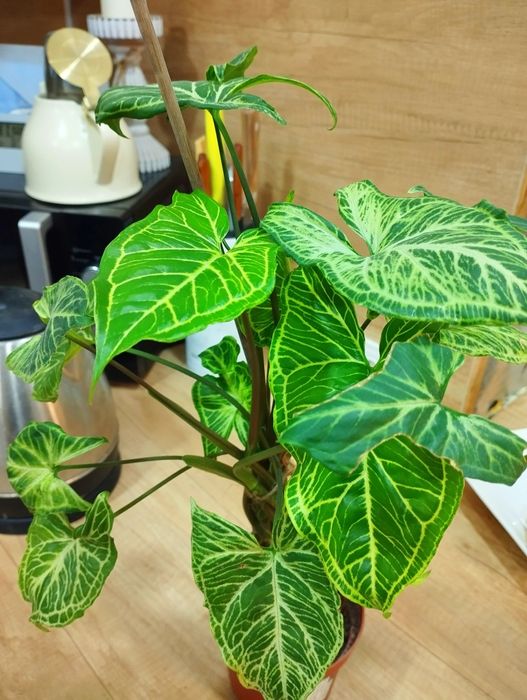 Сингониум Батик.