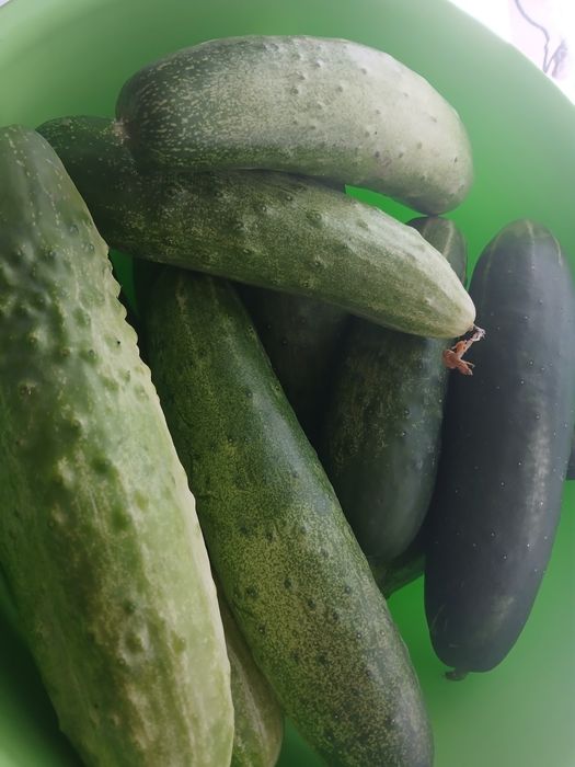 Продаю огурцы домашние