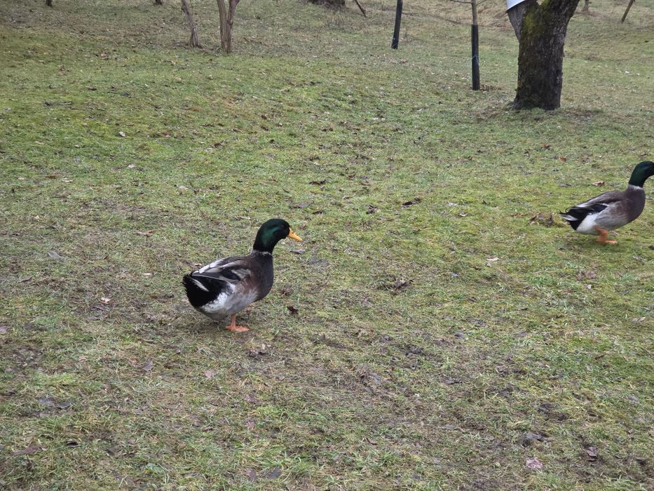 Ratoi alb sau cu cap verde