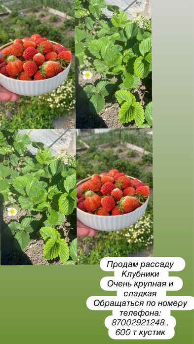 Продам Клубнику ростки