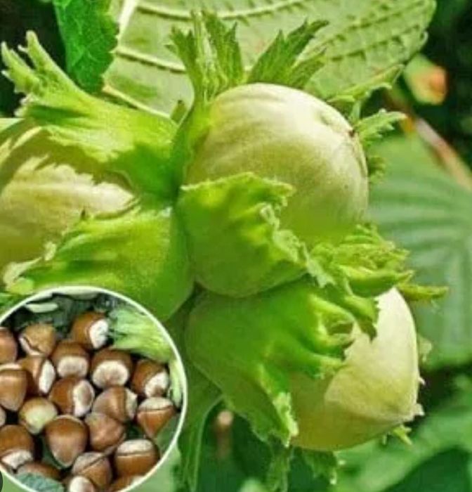 Alun (Soiul Barcelonski )