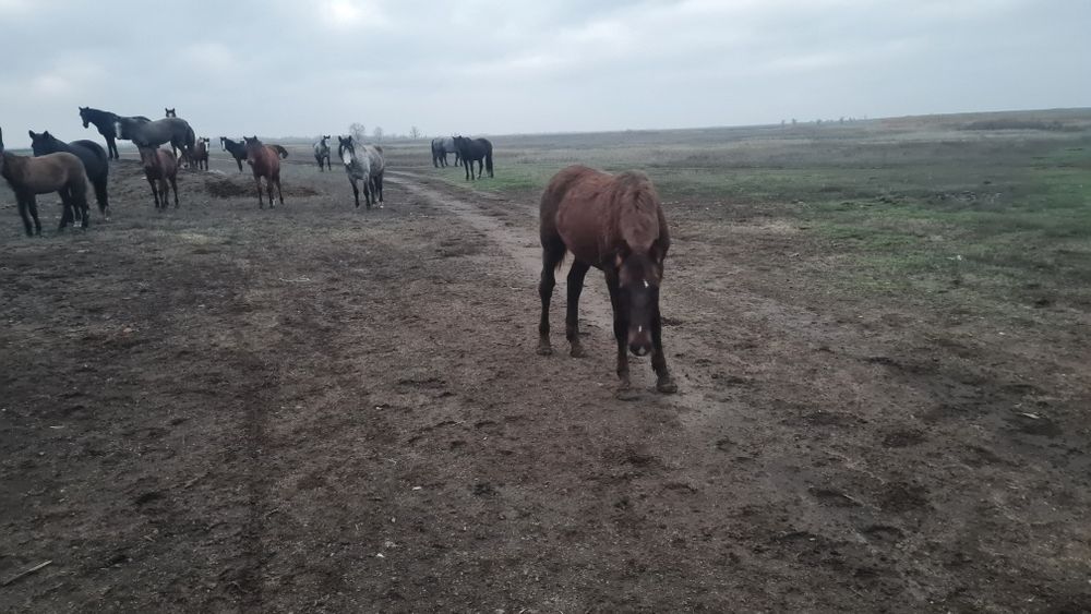 жылқы (бие, жабағы)  - лошади