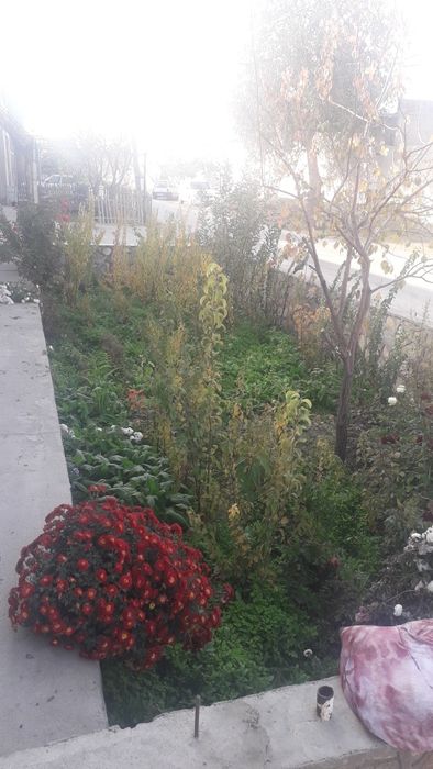 Домашний пайванди нихоллар