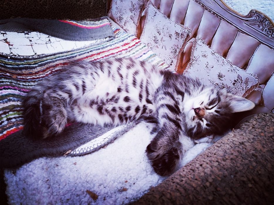 Чудный, красивый котёнок .