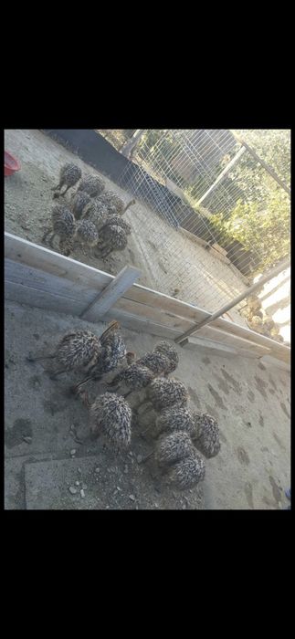 Pui de struț de vanzare.