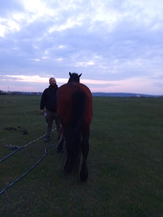 Cal de 5ani  bun de caruta