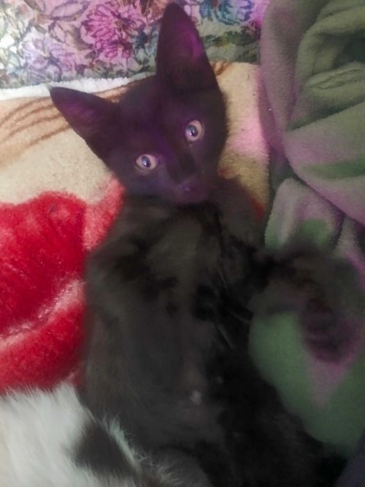 Отдам котят в хорошие руки