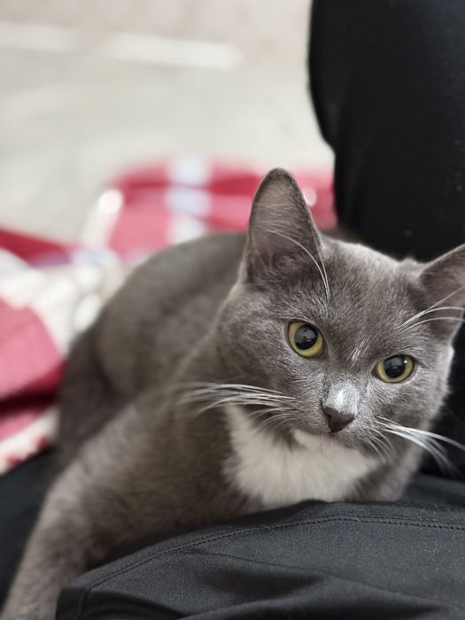 отдам кошку в хорошие руки