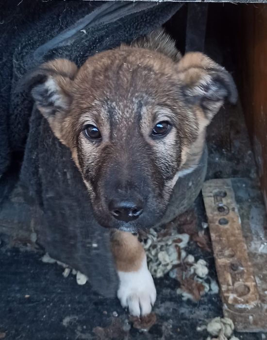 Отдам в добрые руки