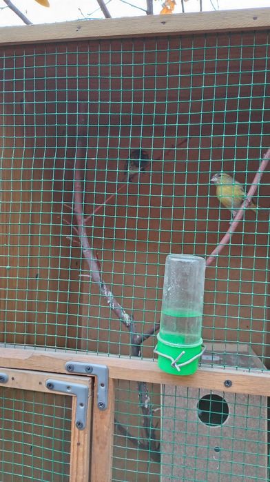 Катта капас Кушлар блан