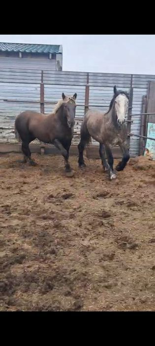 Продаются жеребцы