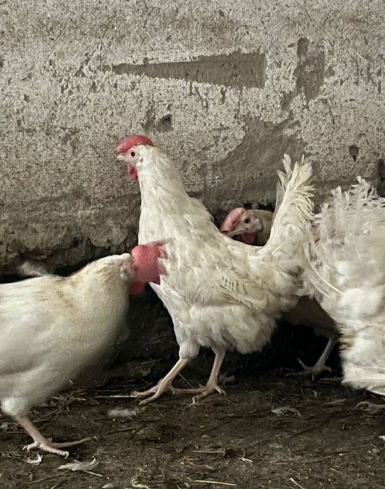 Продам курей несушек белых