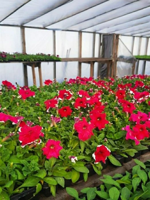 Рассада цветов. Петуния