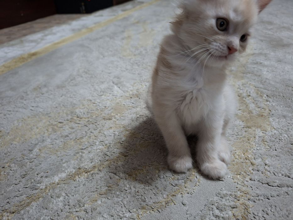 Продам мэйн-куна