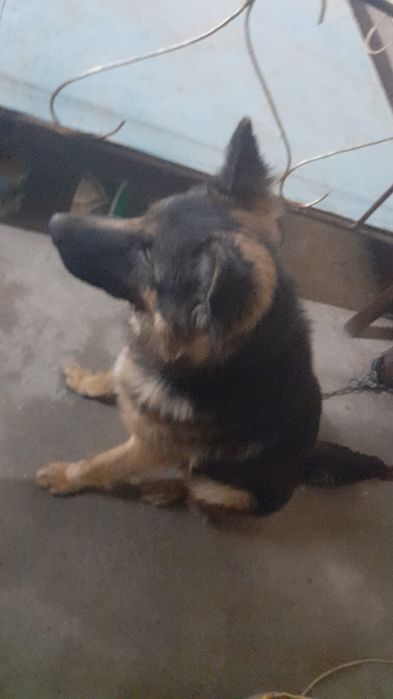 Неметский овчарка обмен есть