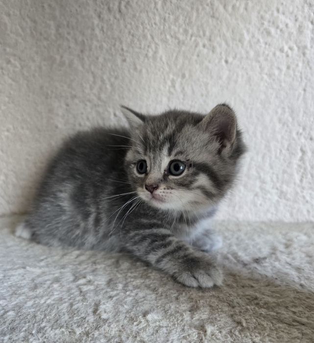 Чистокръвни Шотландски клепоухи котета