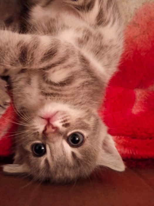 Котята котята девочка ………………..