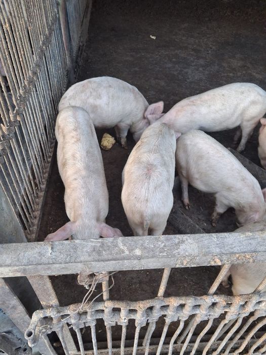 Продам срочно поросят